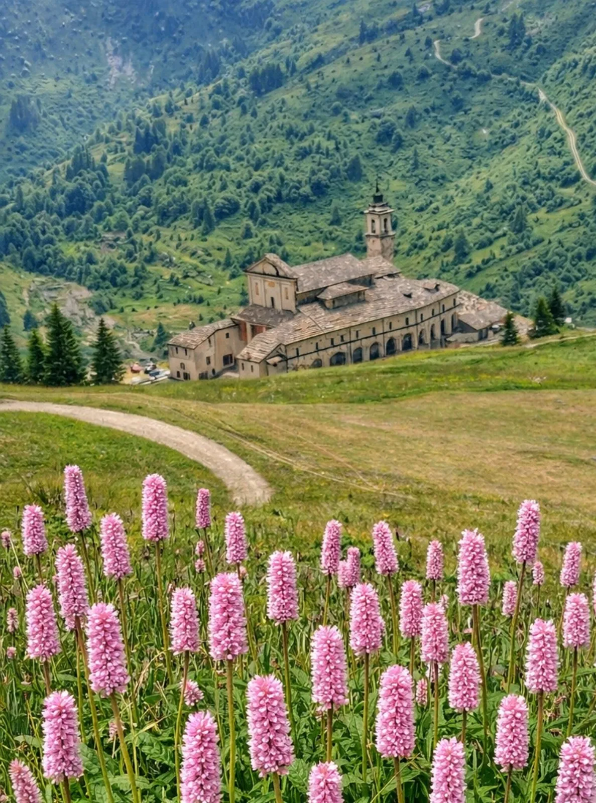 Vista del Santuario di Castelmagno fra i fiori di bistorta