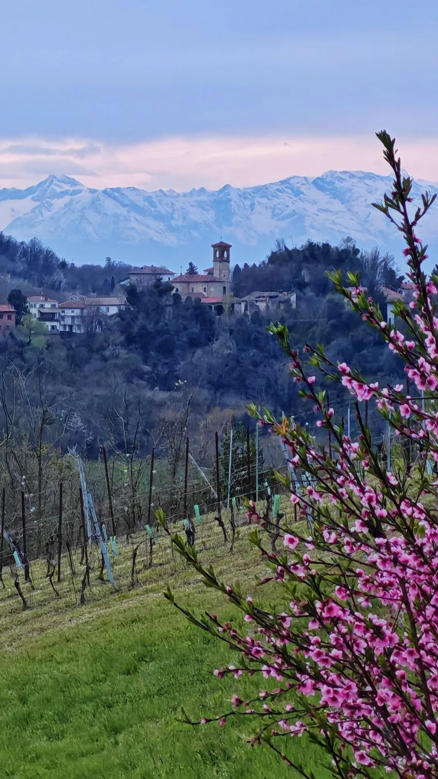 Borgo di Cereseto, Alpi e alberi in fiore