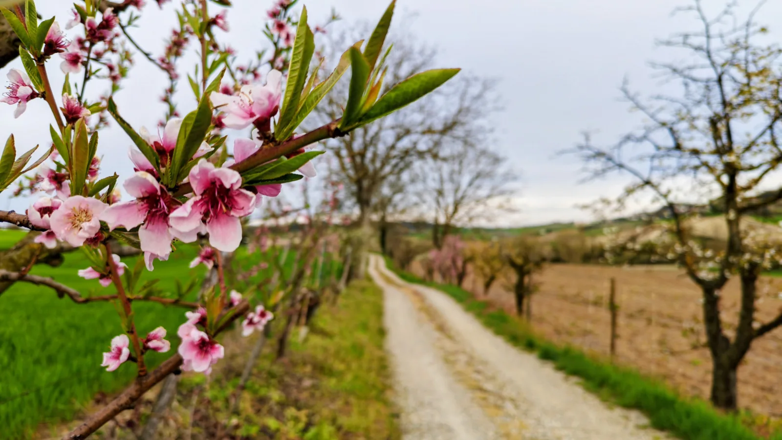 Alberi in fiore lungo il percorso