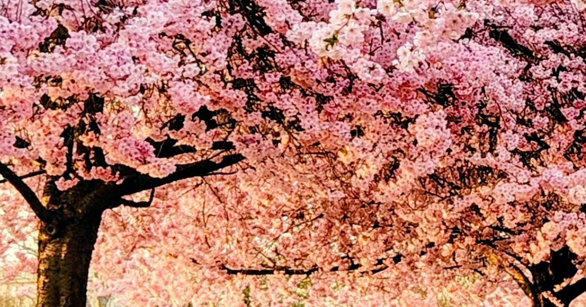 Ciliegi in fiore hanami Reggia Venaria Torino primavera