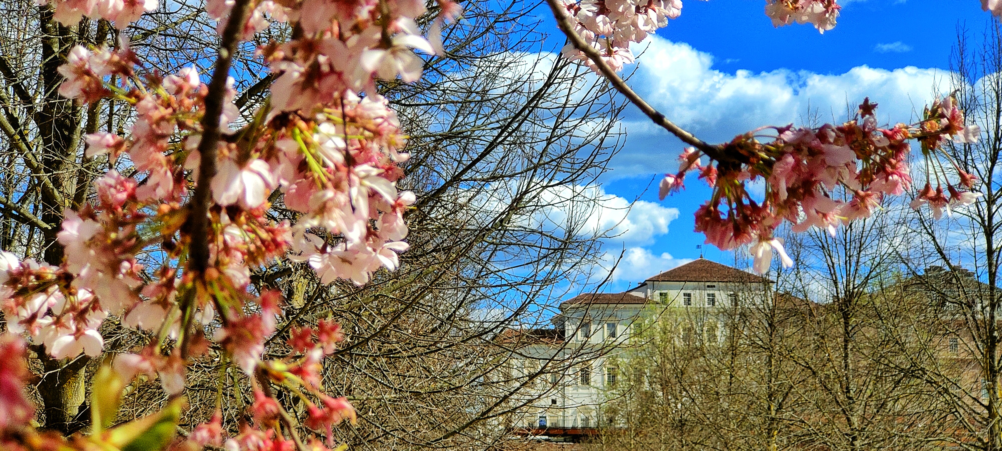La Reggia di Venaria tra i ciliegi in fiore