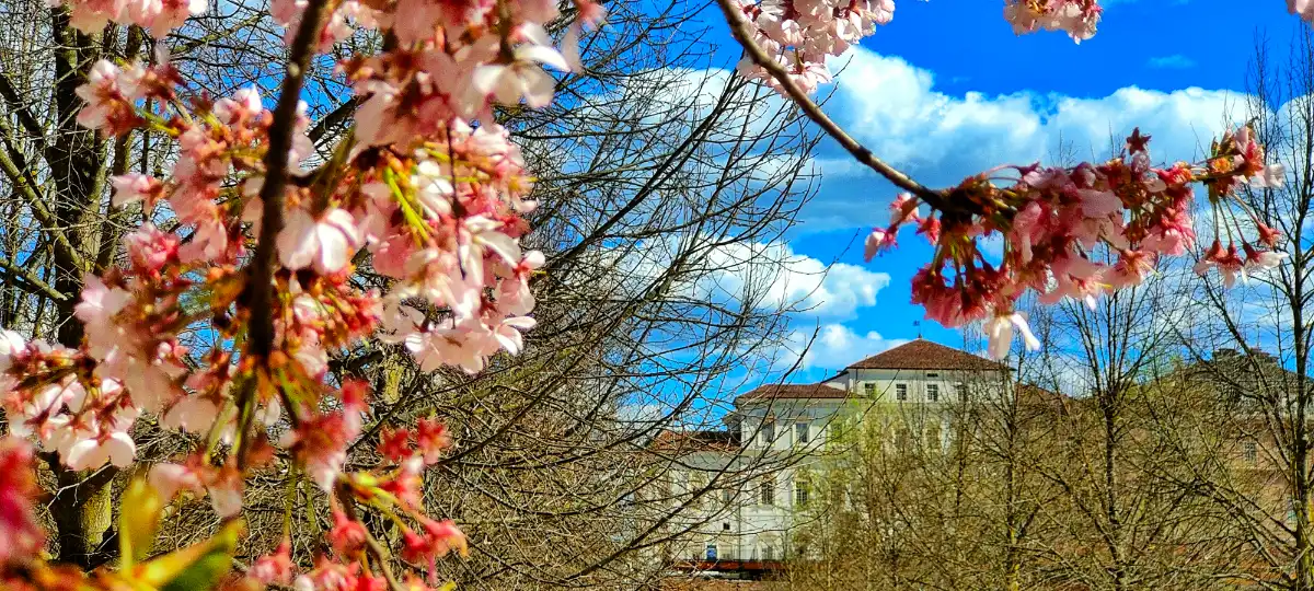 La Reggia di Venaria tra i ciliegi in fiore