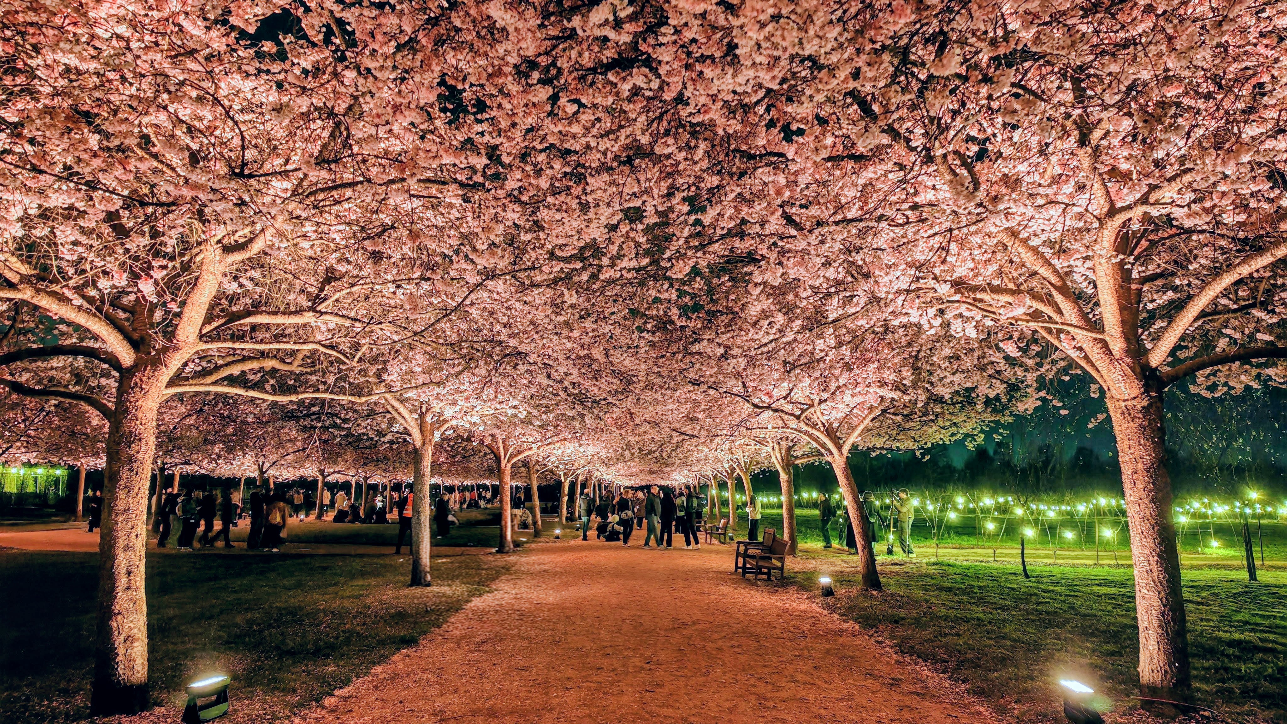 Hanami notturno alla Reggia di Venaria