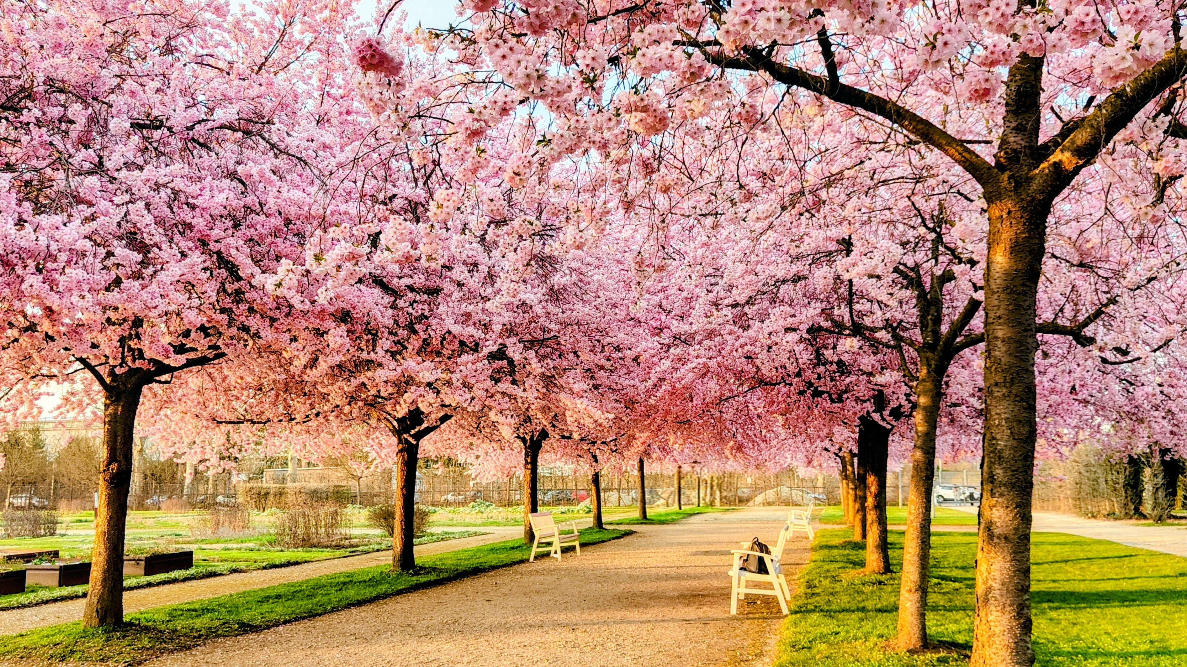 Viale dei ciliegi alla Reggia di Venaria