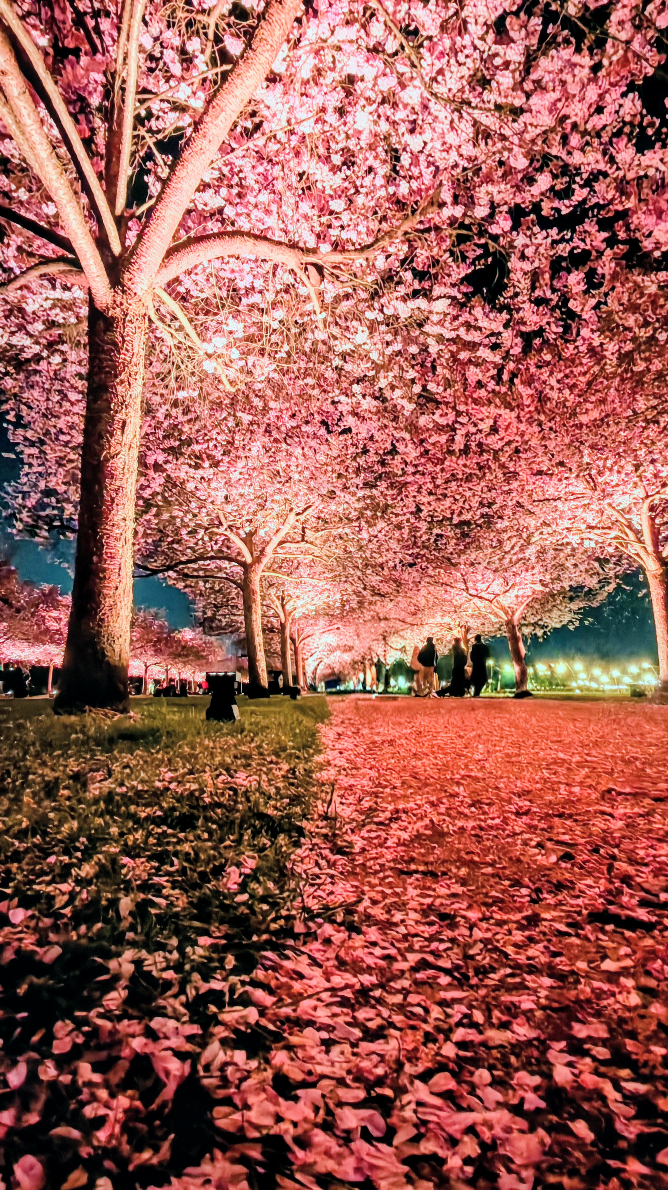 Ciliegi illuminati durante lo Yozakura