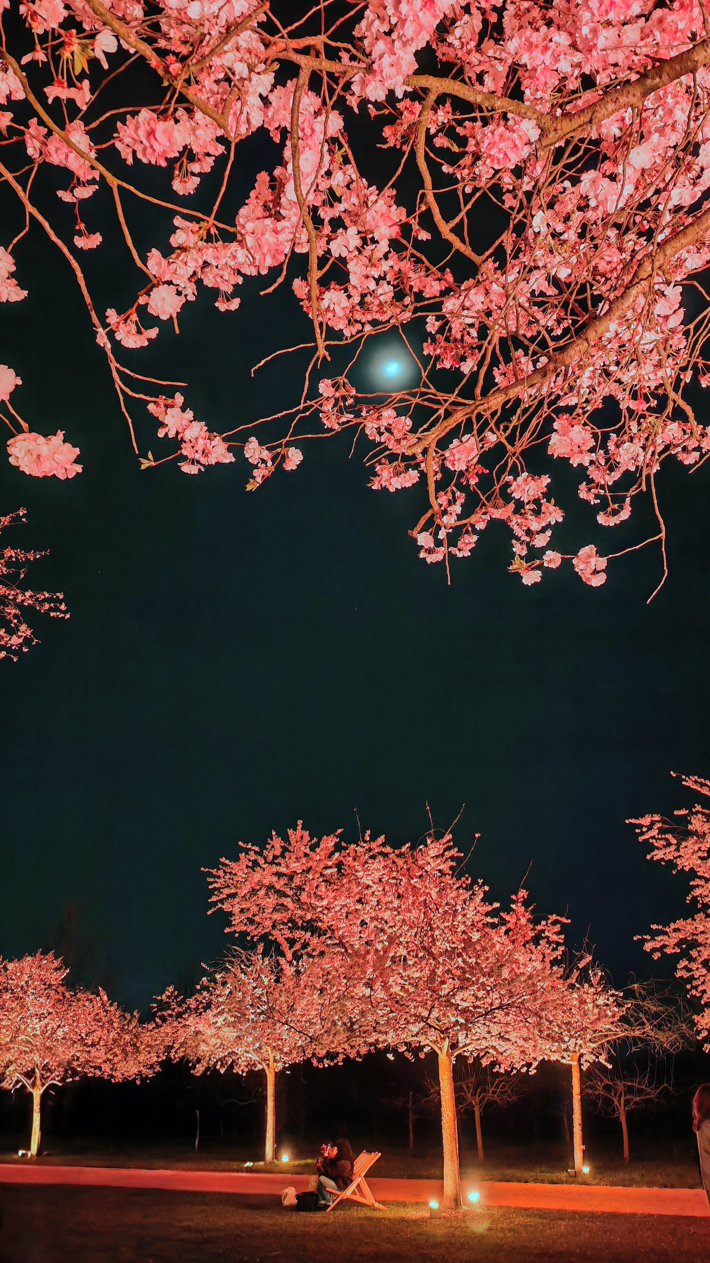 I ciliegi piemontesi in fiore