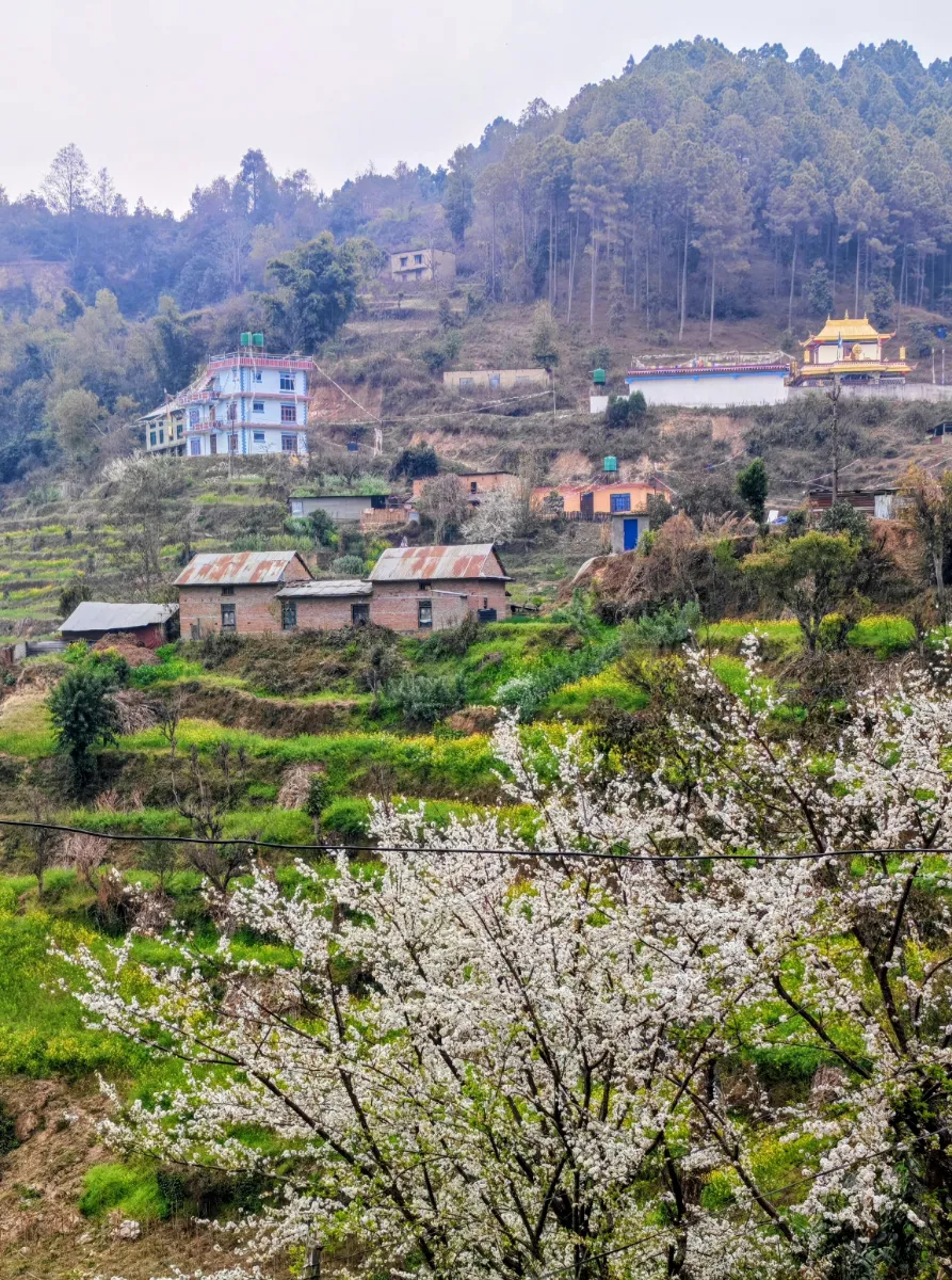 Villaggio terrazzato con fioriture primaverili