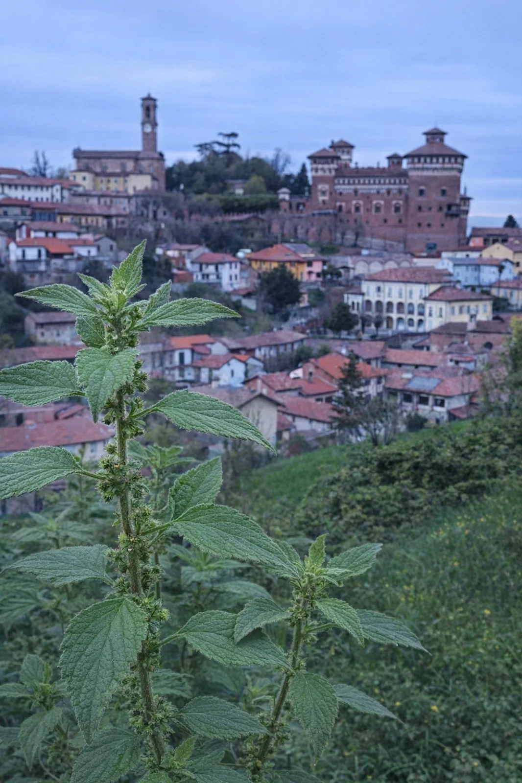 Parietaria sul sentiero di Cereseto